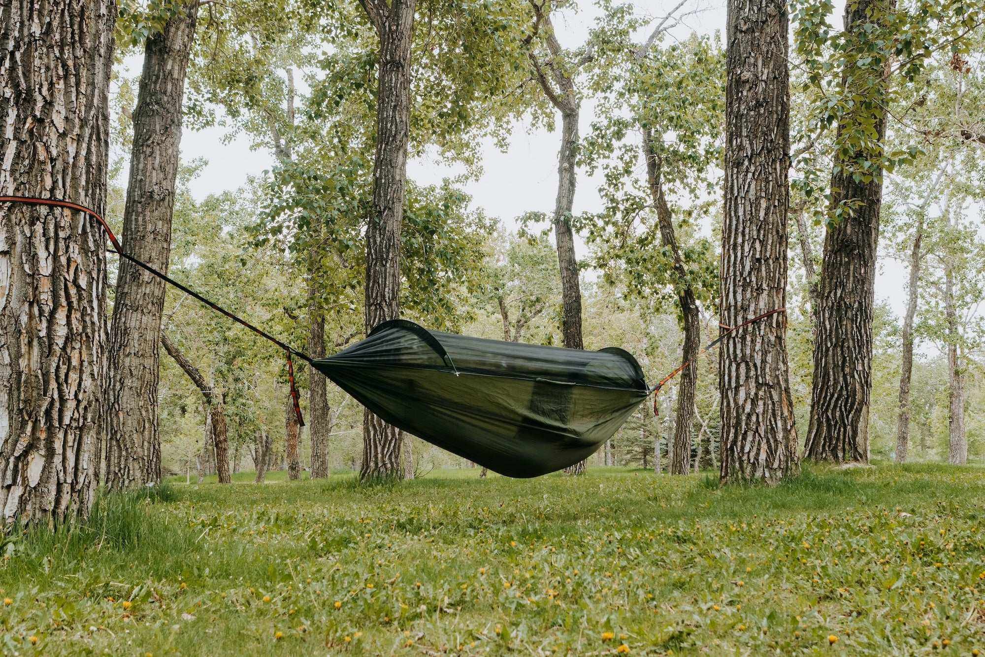 Lightweight hammock with mosquito net suspended between trees in a forest setting.